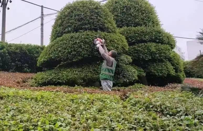 綠化養(yǎng)護(hù)1